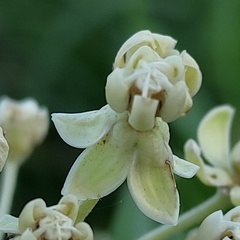 Asclepias mellodora