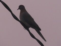 Streptopelia senegalensis