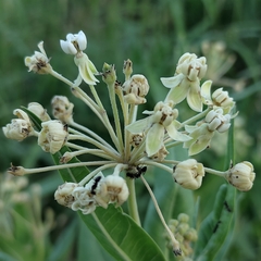 Asclepias mellodora