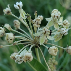 Asclepias mellodora