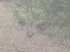 Ortygornis pondicerianus