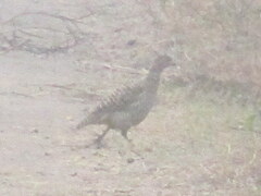 Ortygornis pondicerianus