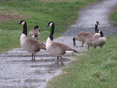 Branta canadensis