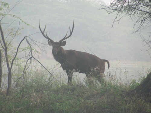 Sambar, photo 8 of 10