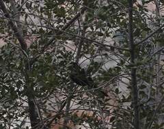 Turdus merula