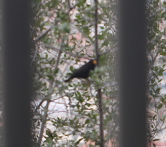 Turdus merula