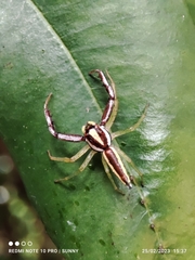 Epocilla