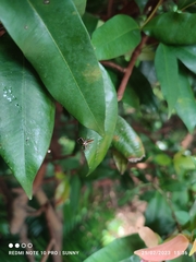 Epocilla