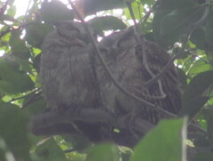 Otus bakkamoena