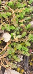 Sedum