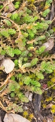 Sedum