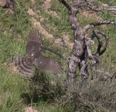 Accipiter striatus