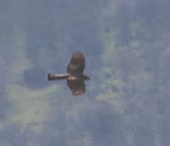 Accipiter striatus