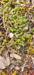 Sedum