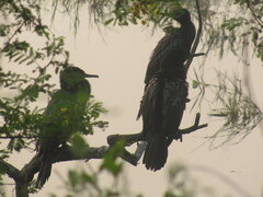 Phalacrocorax fuscicollis