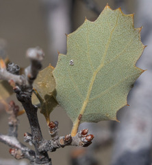 Quercus × alvordiana