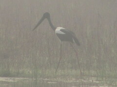 Ephippiorhynchus asiaticus