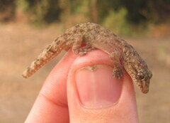 Hemidactylus kushmorensis