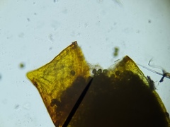 Microbryum davallianum