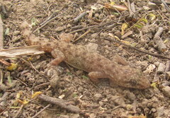 Hemidactylus kushmorensis