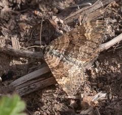 Epirrhoe plebeculata