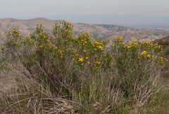 Ericameria linearifolia