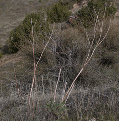Eriogonum nudum