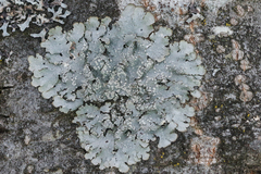 Punctelia subrudecta