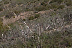 Eriogonum nudum