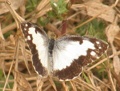 Colotis phisadia