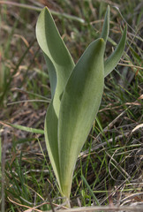 Fritillaria agrestis