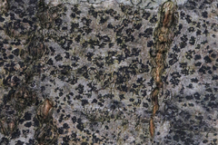 Arthonia radiata