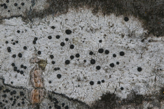 Caliciaceae