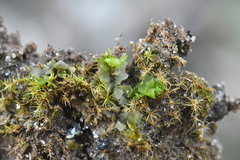 Fossombronia pusilla