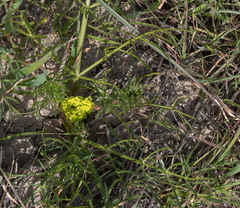 Lomatium utriculatum