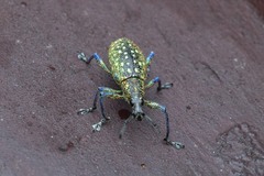 Exophthalmus jekelianus image