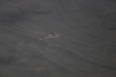 Marilyna pleurosticta