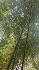 Bambusa bicicatricata