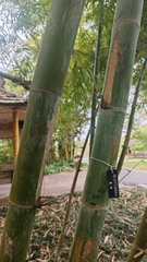 Bambusa bicicatricata
