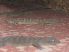 Hemidactylus kushmorensis