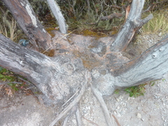 Comarostaphylis arbutoides