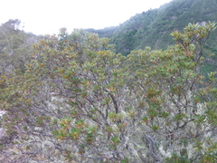 Comarostaphylis arbutoides