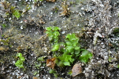 Fossombronia pusilla