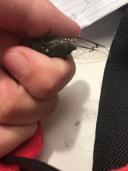 Amphipsalta cingulata