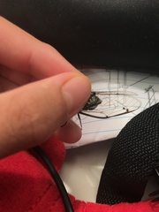 Amphipsalta cingulata