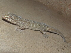 Hemidactylus kushmorensis