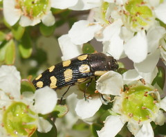Castiarina decemmaculata
