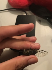 Amphipsalta cingulata