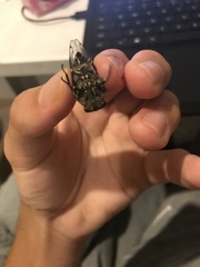 Amphipsalta cingulata