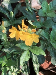 Crossandra
